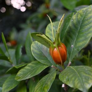 クチナシ,果実,山野草,花散歩,木曜日は木の画像