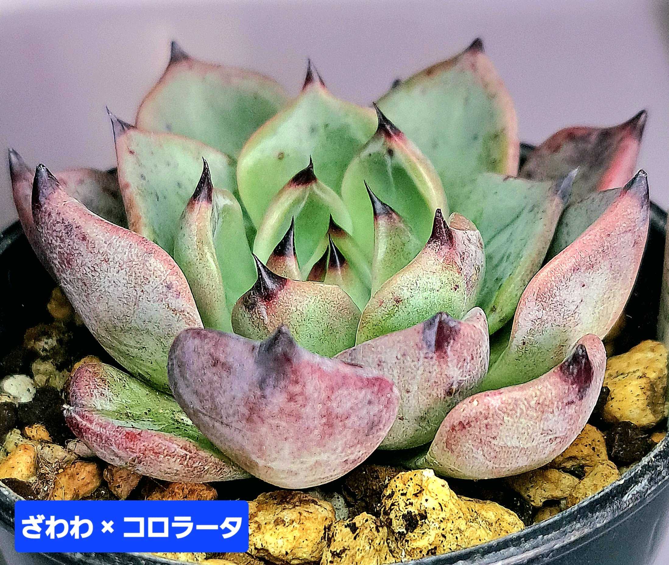 コロラータ×ざわわの一覧｜🍀GreenSnap（グリーンスナップ）