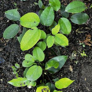 ムベ,ムベ,ムベ,今日の花,今日のお花の画像