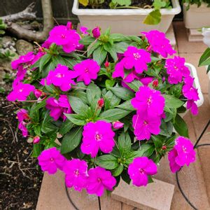 サンパティオ,鉢植え,明るい日陰,プランター,ガーデニング初心者の画像