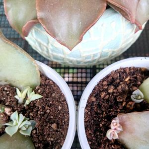 多肉植物,観葉植物,塊根植物,毎月13日と14日は葉挿しの日,ベランダの画像