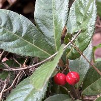 スイカズラ,ヤブコウジ,ヤマガキ,フユイチゴ,美味しい果実の画像