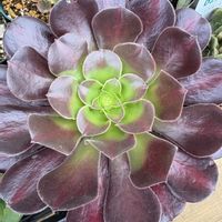 キウイ,夕映え,夕映え,キリマンジャロ,キリマンジャロの画像