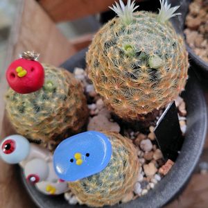 サボテン,マイメロさんのオヤジ,多肉植物,鉢植え,花芽の画像