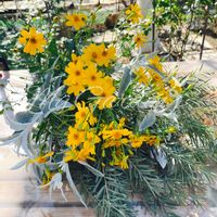 フェイジョア,マトリカリア,レモンマリーゴールド,花のある暮らし,花友さんに感謝の画像
