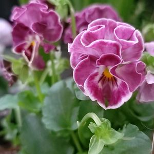 ビオラ,初心者,ベランダガーデニングの画像