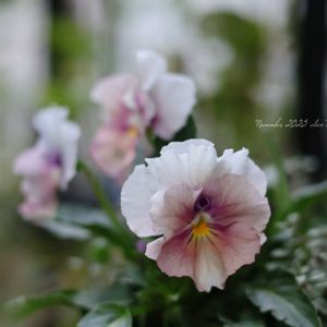 ミニ葉牡丹,シルバータイム,フリル咲き小輪パンジー ペルクレア,寄せ植え,花のある暮らしの画像