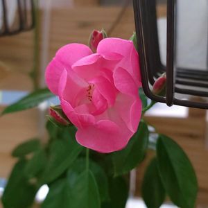 アンジェラ,初心者,ベランダガーデニング,初めて育てる,ばら バラ 薔薇の画像