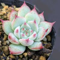 多肉植物,エケベリア属,ガーデニング,多肉植物 エケベリア,成長記録の画像