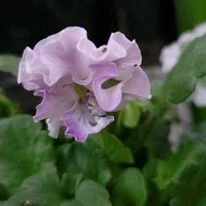 ビオラ,初心者,ベランダガーデニング,手探り状態の画像