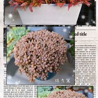 姫秀麗,ホワイトローズ,もみじ祭り,多肉植物,育てやすい多肉植物の画像