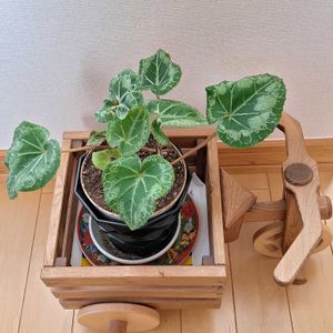 シクラメン,シクラメン,葉っぱ,お花咲いてね♡,葉っぱ いいなぁの画像