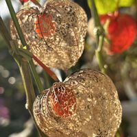 ホオズキ,虫ほおずき,山野草,鉢物,庭の草＊花＊木の画像