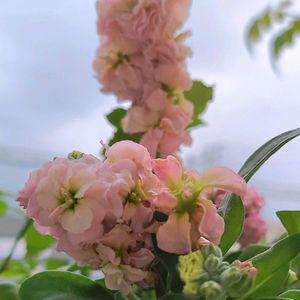 八重咲きストック,初心者,ベランダガーデニング,初めて育てる,手探り状態の画像