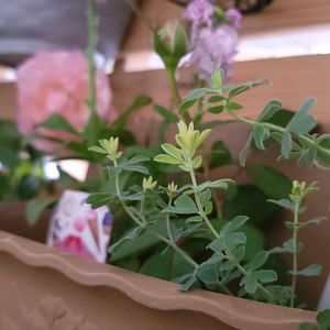 八重咲きストック,ロータスブリムストーン,薔薇 ノスタルジー,初心者,ベランダガーデニングの画像