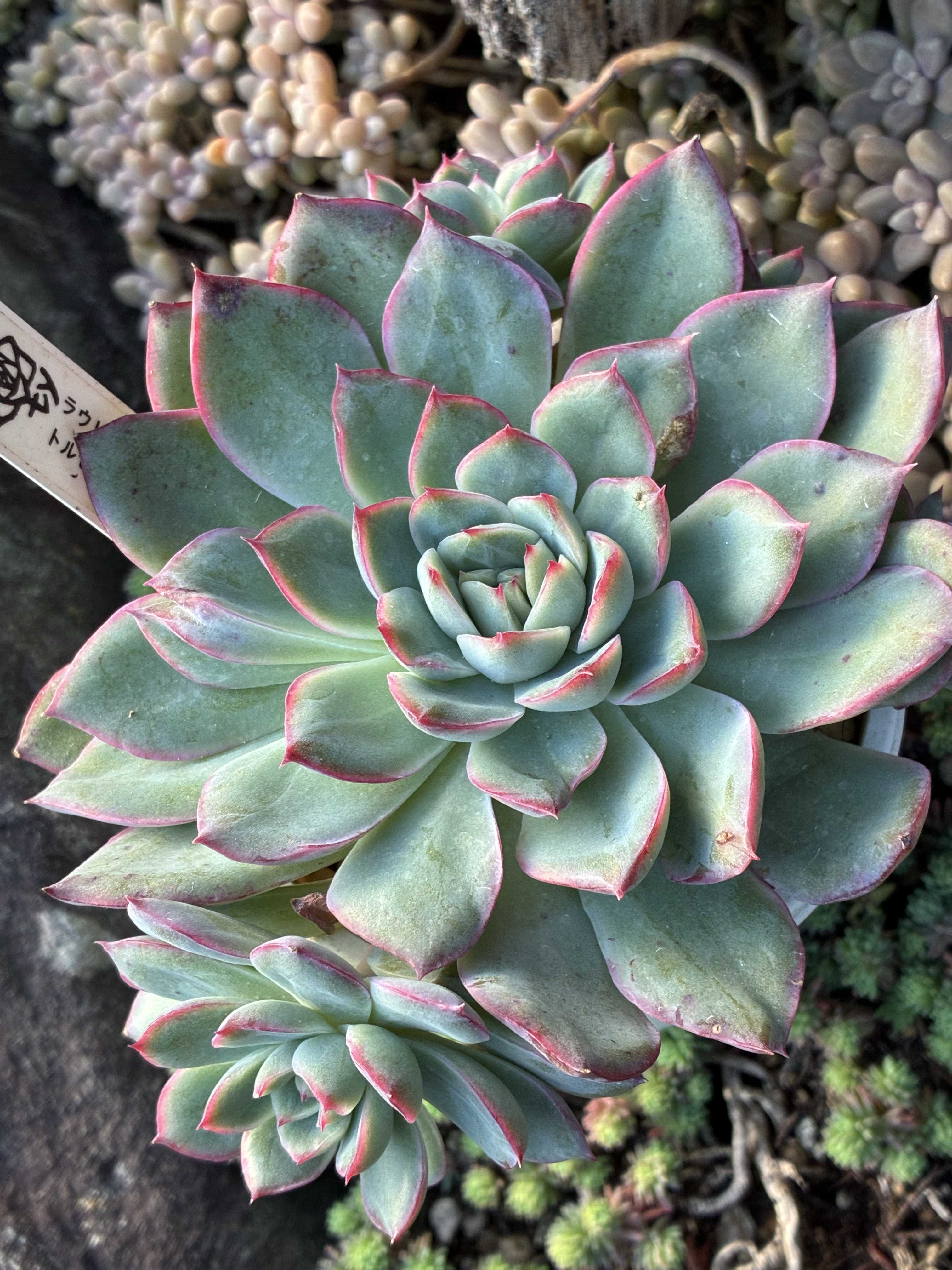 TY苗の一覧｜🍀GreenSnap（グリーンスナップ）