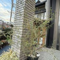 ソフォラ　リトルベイビー,ガーデニングの画像