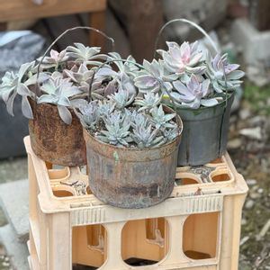 朧月,秋麗,桜牡丹,多肉植物,ガーデニングの画像