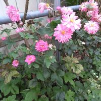 ツルムラサキ,ツルムラサキ,ヒャクニチソウ,ヒャクニチソウ,ホトケノザの画像