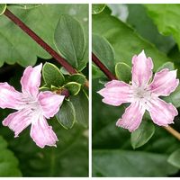 ハクチョウゲの画像