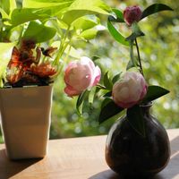 サザンカ,ブーゲンビリア,ポトス,ムラサキゴテン,トラディスカンティア 白絹姫の画像