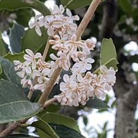銀木犀,銀木犀,朝のウォーキング,うどん県人会,黒ニャンコ隊の画像