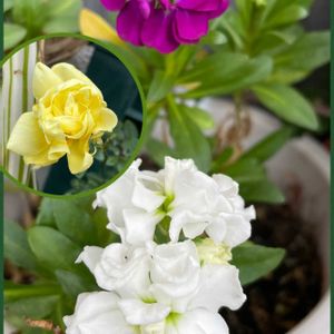 アリッサム,ストック,ストック,ニゲラ,ハボタンの画像