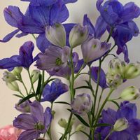 デルフィニウムの画像