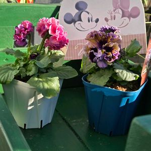 パンジー ドラキュラ,ローヴ ドゥ アントワネット ロココ,ビオラ・パンジー祭り♪,小さな庭の画像