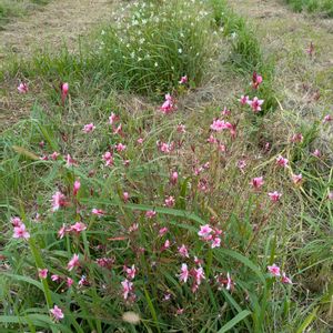 雑草,日記,こぼれ種,自己流,無農薬の画像