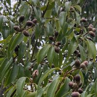 シラカシの画像