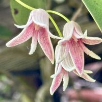 ムベ,サラサドウダン,ベニサラサドウダン,今日のお花,花見山公園の画像