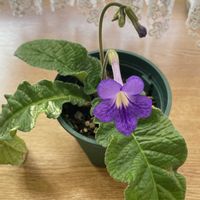 ストレプトカーパス,ストレプトカーパス,紫色の花,室内園芸,室内ジャングル化の画像