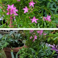 ストック,ポインセチア,ビオラ,サザンクロス,オレガノケントビューティの画像