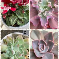 シャビアナ,エレガンス,ダスティローズ,ガーデンシクラメンジックスの画像