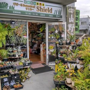 多肉植物,ウラボシ科,ビカクシダ属,食中植物,塊根の画像