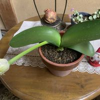 マユハケオモト,マユハケオモト,ハナキリン,ハナキリン,ミセバヤの画像