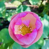 ハス,ハスの画像