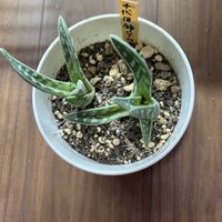 アロエ　千代田錦の画像