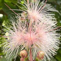 サガリバナ,サワフジ,サガリバナ科,優しいピンク,幻の花の画像