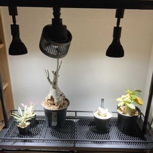 アデニウム,コーデックス,パキポディウム属,室内取り込み,植物棚の画像