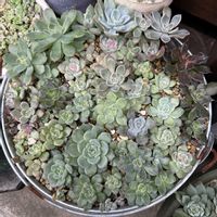 女雛錦,ルエラ錦,女雛錦♡JUSHI,葉挿しっこ寄せ植え♡,葉挿しっこ寄せ植え♡の画像