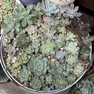 女雛錦,ルエラ錦,女雛錦♡JUSHI,葉挿しっこ寄せ植え♡,葉挿しっこ寄せ植え♡の画像