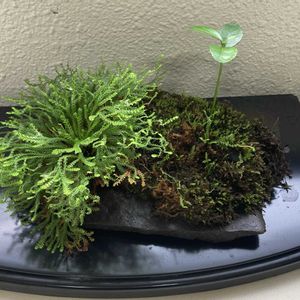 イワヒバ,すだち,観葉植物,テラリウムの画像