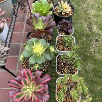 アジサイ,黒法師,夕映え,メデューサ,キリマンジャロの画像