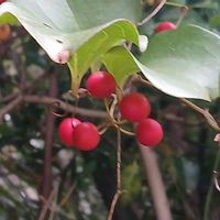 ジューンベリーの画像