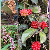 ジニア,ダイモンジソウ,ビワ,プリムラ,ミセバヤの画像