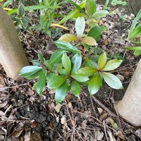 モッコクの画像