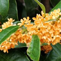 キンモクセイの画像