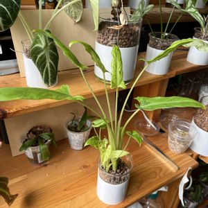 アロカシア,アロカシア,観葉植物,ハイドロカルチャー,サトイモ 科の画像